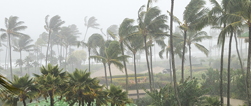 Palms in a Hurricane