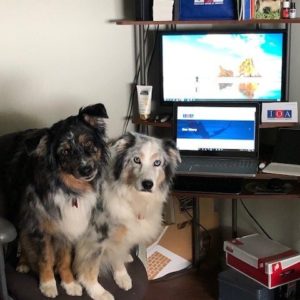 2 dogs sitting by computer.